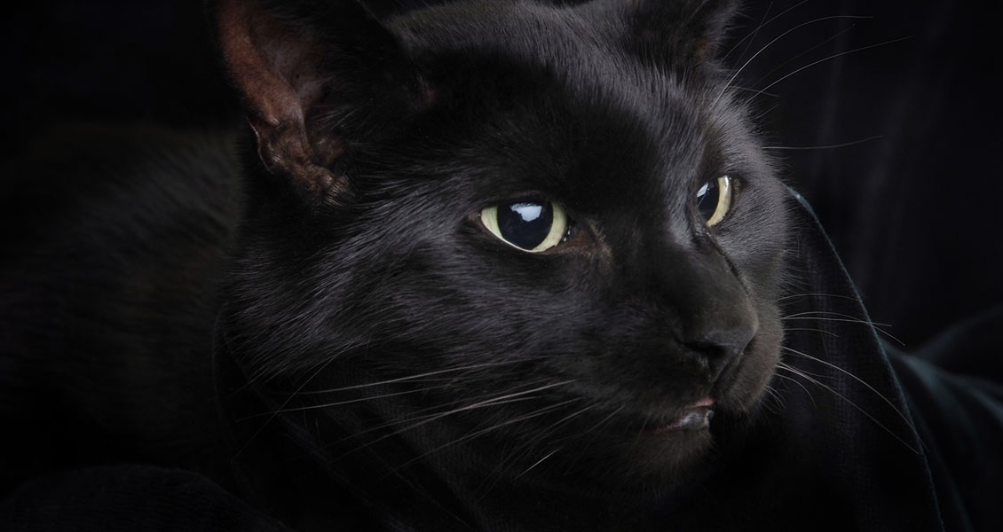 cats-photography-worcestershire-014