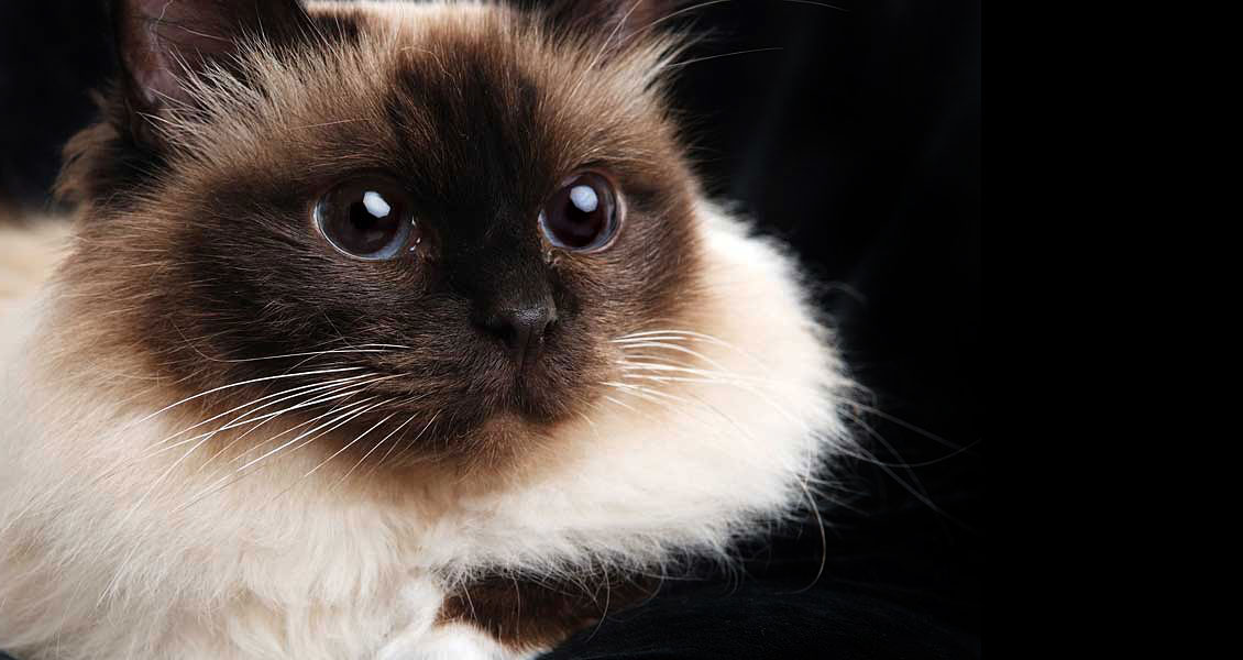 cats-photography-worcestershire-018