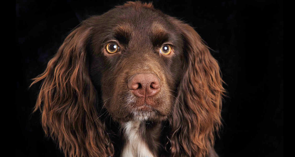 dogs--photography-worcestershire-015a