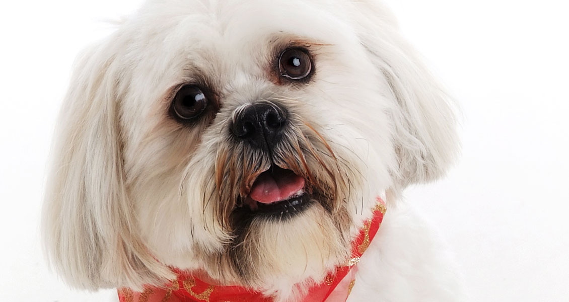 dogs--photography-worcestershire-017