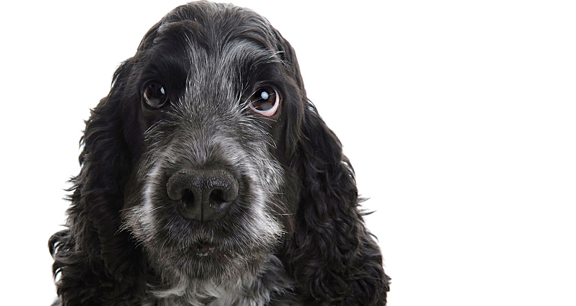 pets-photography-worcestershire-002