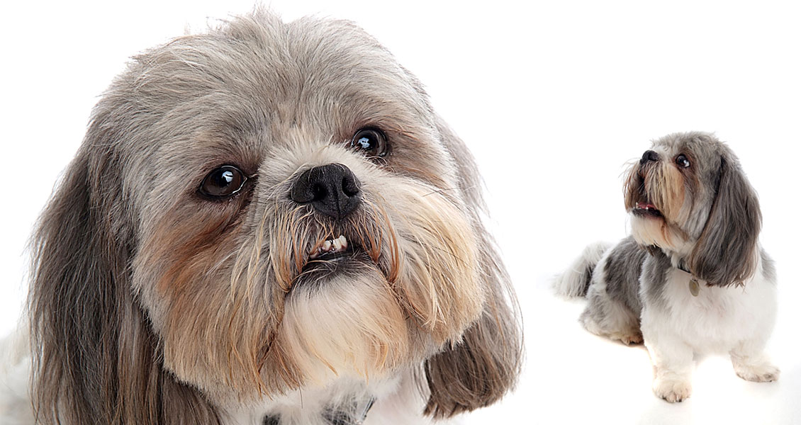 pets-photography-worcestershire-003