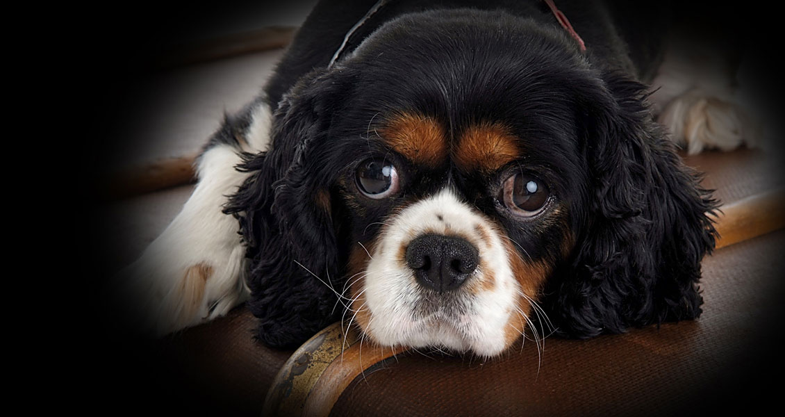 pets-photography-worcestershire-004