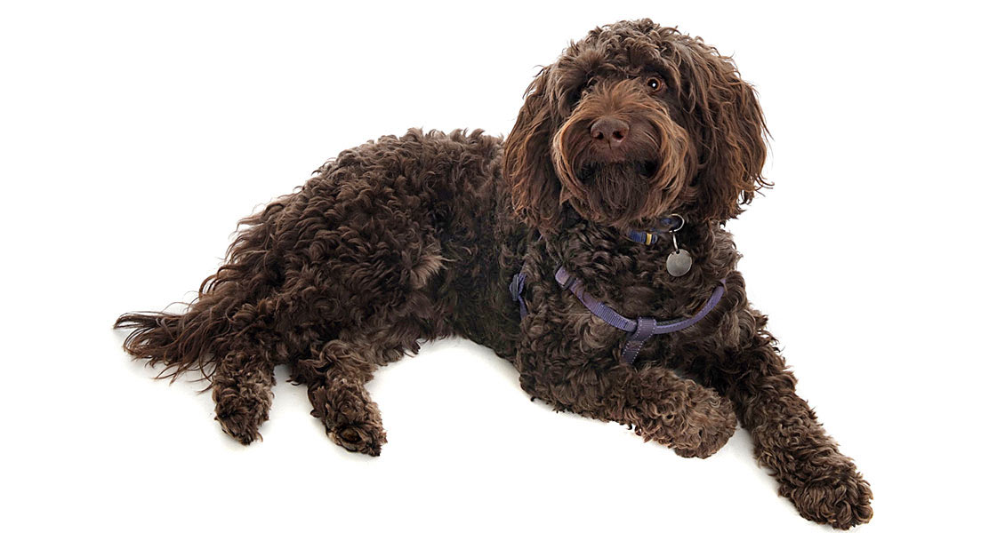 pets-photography-worcestershire-005a