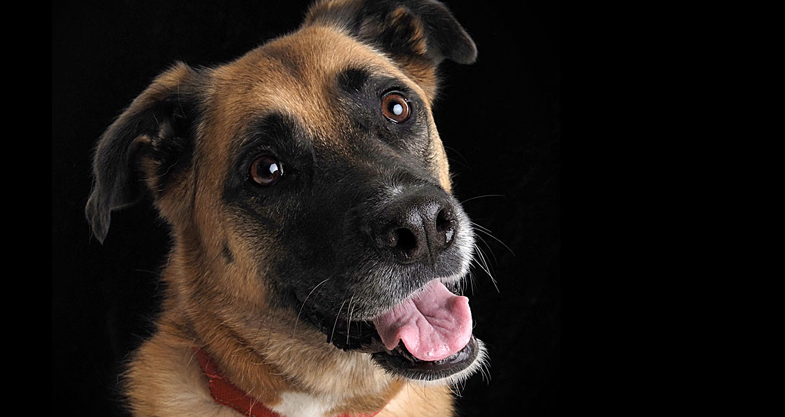 pets-photography-worcestershire-006