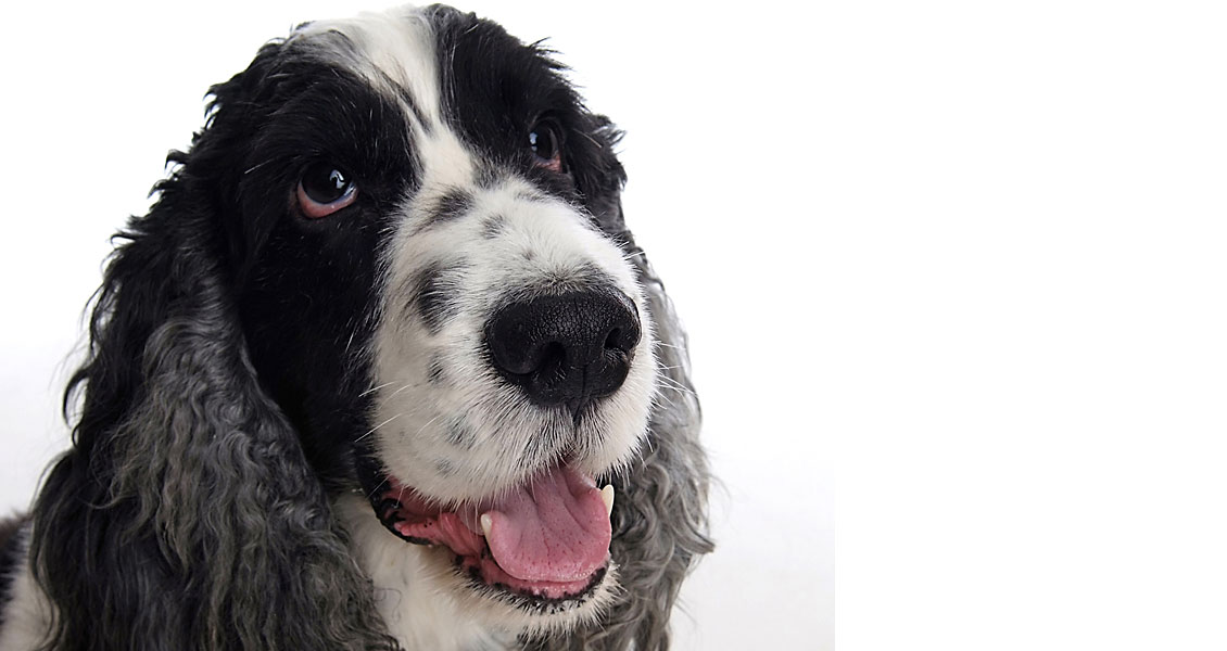 pets-photography-worcestershire-010