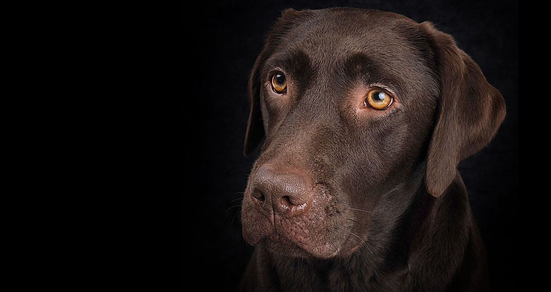 pets-photography-worcestershire-011