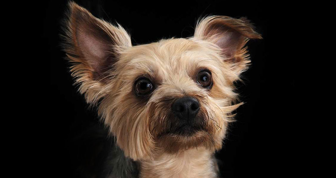 pets-photography-worcestershire-013